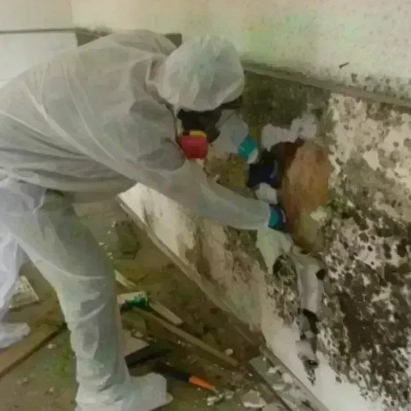 Mold Remediation and Removal in South Fulton, TN